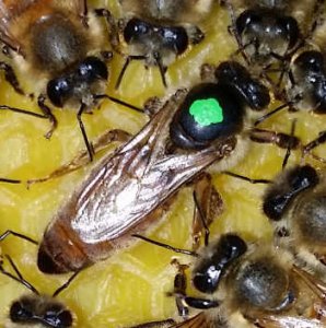 Buckfast Königin unbegattet