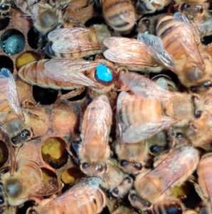 Ligustica Königin unbegattet